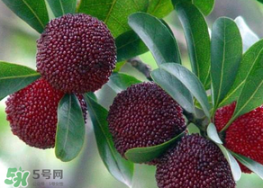 楊梅為什么有蟲子？楊梅有蟲能吃嗎？