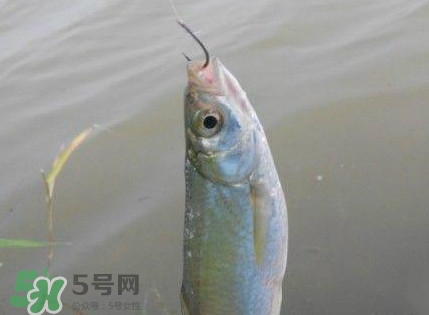 白條魚怎么釣？如何釣白條魚技巧