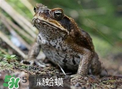 田雞是癩蛤蟆嗎？田雞和癩蛤蟆的區(qū)別