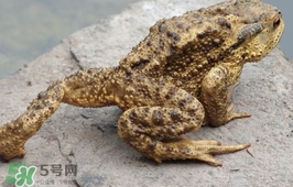 蟾蜍能吃嗎？蟾蜍能不能吃