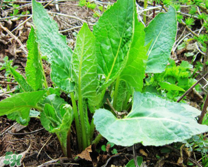 大耳毛野菜怎么吃？大耳毛野菜的做法