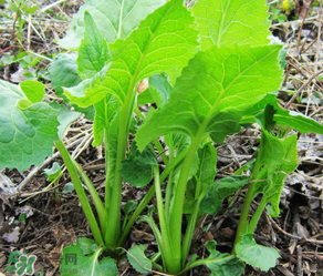 大耳毛野菜怎么吃？大耳毛野菜的做法
