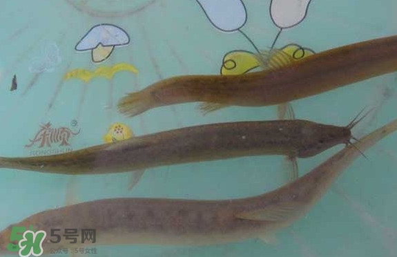 泥鰍有幾種？泥鰍品種大全