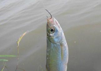 白條魚(yú)怎么釣？如何釣白條魚(yú)技巧