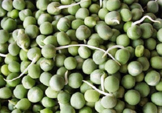 新鮮豌豆發(fā)芽了能吃嗎？豌豆發(fā)芽了還能吃嗎？