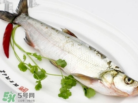 白條魚怎么釣？如何釣白條魚技巧