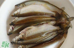 白條魚怎么釣？如何釣白條魚技巧