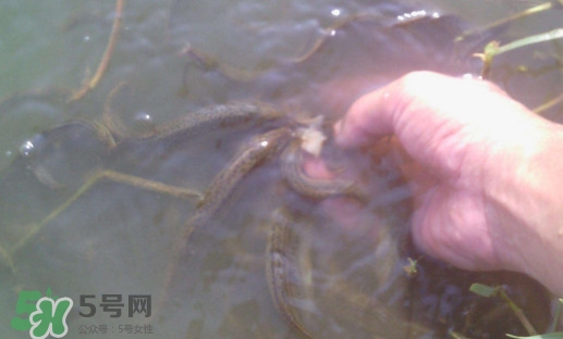 泥鰍有寄生蟲嗎？泥鰍有沒有寄生蟲