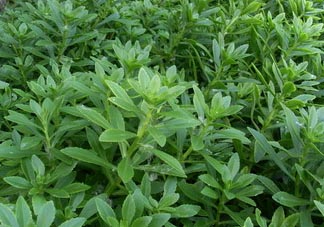 救心菜可以泡茶喝嗎？救心菜能泡水喝嗎？