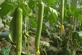 夏天種什么蔬菜？夏天適合種什么蔬菜