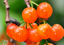 櫻桃可以隔夜嗎？櫻桃隔夜怎么辦？