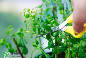 救心菜苦不苦？救心菜怎么吃不苦？