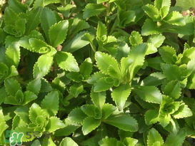 救心菜怎么種植？救心菜什么時候種？