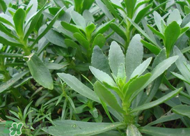 救心菜怎么種植？救心菜什么時候種？