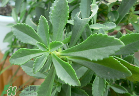 救心菜怎么種植？救心菜什么時候種？