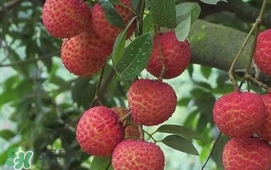 荔枝什么時(shí)候上市？荔枝什么時(shí)候成熟