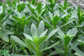 救心菜可以泡茶喝嗎？救心菜能泡水喝嗎？