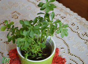 救心菜可以泡茶喝嗎？救心菜能泡水喝嗎？