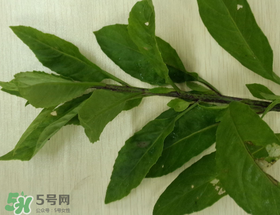 救心菜可以泡茶喝嗎？救心菜能泡水喝嗎？