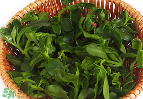 養(yǎng)心菜和救心菜一樣嗎？養(yǎng)心菜和救心菜的區(qū)別