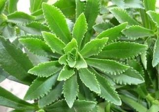 救心菜是三七嗎？救心菜和三七區(qū)別