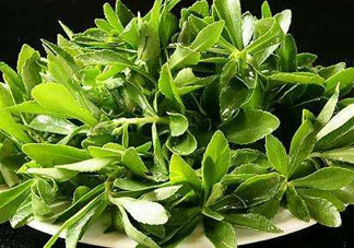 救心菜苦不苦？救心菜怎么吃不苦？