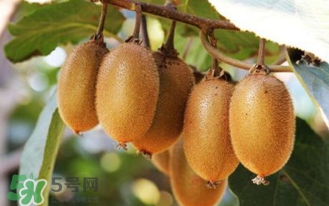 獼猴桃是什么季節(jié)的水果？獼猴桃什么時候吃最好