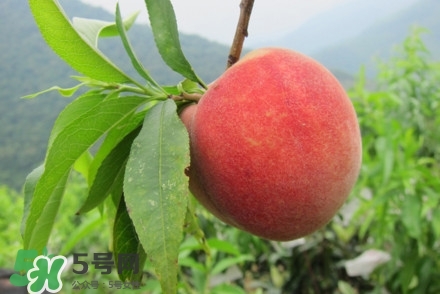水蜜桃什么時候熟？水蜜桃成熟時間