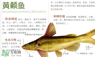 黃顙魚不能和什么一起吃？黃顙魚不能與什么同吃？