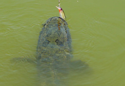 黑魚是海鮮嗎？黑魚是外來物種嗎
