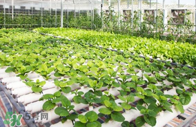 六月份種什么蔬菜？六月份可以種什么蔬菜？
