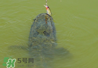 黑魚怎么抓？怎么捕捉黑魚
