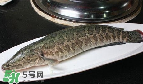 黑魚能和山藥一起吃嗎？山藥能和黑魚一起燉嗎
