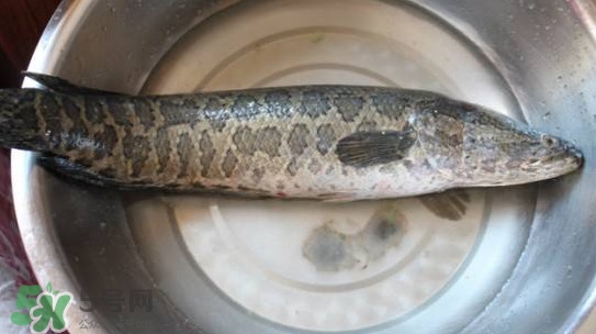 黑魚能和蘿卜一起吃嗎？黑魚能和胡蘿卜同食嗎