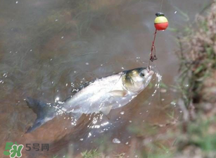 五月份能釣鰱魚嗎？五月份釣什么魚？