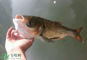 五月份能釣鰱魚嗎？五月份釣什么魚？