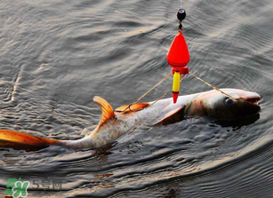 五月份能釣鰱魚嗎？五月份釣什么魚？