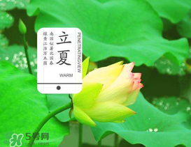 立夏吃什么水果？立夏吃什么水果好？