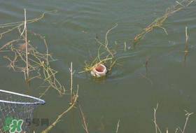 立夏好釣魚(yú)嗎？立夏怎么釣魚(yú)？