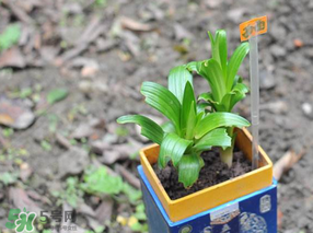 立夏種什么菜？立夏適合種什么？