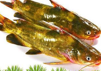 嘎魚多少錢一斤？野生黃嘎魚多少錢一斤