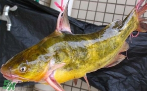 嘎魚(yú)多少錢(qián)一斤？野生黃嘎魚(yú)多少錢(qián)一斤