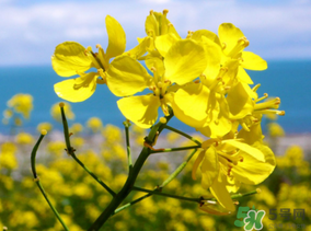 五月份還有油菜花嗎？5月份還有油菜花嗎？