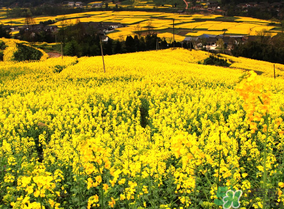 五月份還有油菜花嗎？5月份還有油菜花嗎？