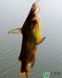嘎魚是海魚嗎？嘎魚是什么魚