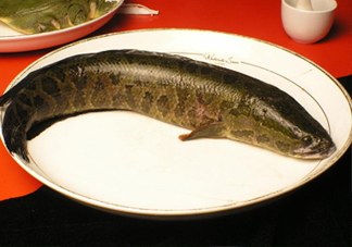 黑魚有鱗嗎？黑魚鱗片怎么處理