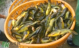 黃顙魚不能和什么一起吃？黃顙魚不能與什么同吃？