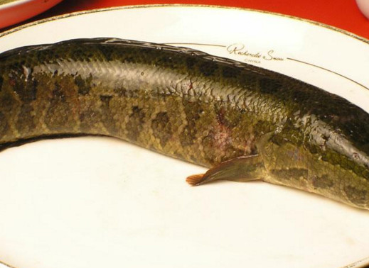 黑魚是海鮮嗎？黑魚是外來物種嗎