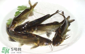 黃辣丁怎么殺？黃辣丁怎么處理