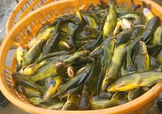 黃顙魚不能和什么一起吃？黃顙魚不能與什么同吃？